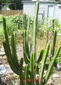 Candelabra Tree , Good Luck Cacti